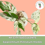 Live Plants 4" Epipremnum Pinnatum Marble - Highly Variegated Leaves - Rare Indoor Plants Live Houseplants for Home, Office, Wedding Decor & Giftable (Heat Pack Included)