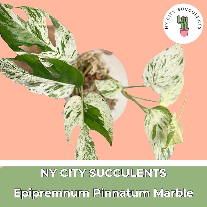 Live Plants 4" Epipremnum Pinnatum Marble - Highly Variegated Leaves - Rare Indoor Plants Live Houseplants for Home, Office, Wedding Decor & Giftable (Heat Pack Included)