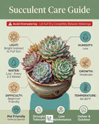 Succulent Plant Pack, Low-Maintenance, Air-Purifying, 2-8 Pack Options | Divine Roots (6, Nursery)