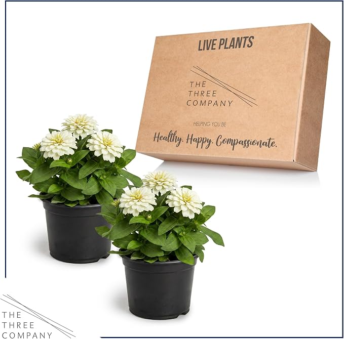 Live Zinnia 2-Pack – White, Flowering Annual, Beautiful Spring and Summer Blooms, 10" Tall by 5" Wide in 1 Qt Pot