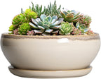 SQOWL Succulent Pots 8 Inch - Ceramic Bonsai Pots for Indoor Plants, Round Shallow Plant Pot with Drainage Hole and Saucer, Bowl Planter Outdoor, Patio Decor, Plant Lover Gifts, Beige