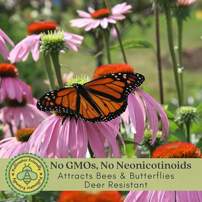 Clovers Garden Purple Coneflower (Echinacea Purpurea) Plants – Two (2) Live Plants – Non-GMO - Not Seeds - Each 4" to 8" Tall – in 4" Inch Pots – Hardy Flowering Perennial, Pollinator Favorite