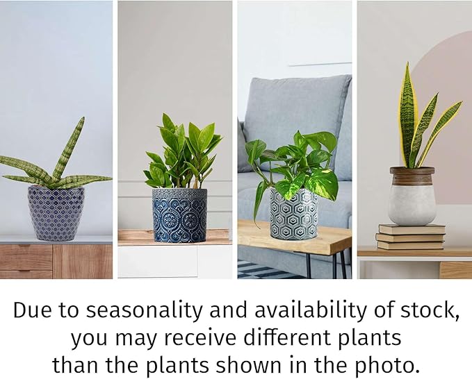 Easy Care Live Plants for Indoor | Different Houseplants in Multiple Sizes | Real House Plant for Living Room, Office, Desk & Bathroom