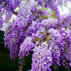 5Pcs Bonsai Tree Wisteria Tree Seeds for Planting-Non-GMO Heirloom Plant Seeds