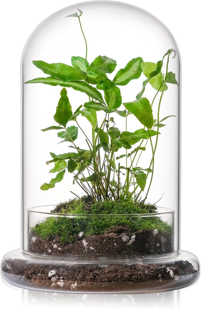 WHJY 8 inches Glass Cloche for Indoor Plants Small Terrarium Glass Cloche with Base Mini Cloche Dome with Base for Display Home Decor