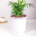 FANTIAN 2 lbs Clay Pebbles for Plants, 8-12 mm Leca Clay Balls for Indoor Plants, Orchid Potting Mixes, Hydroponic Growing, Aquaponics, Potted Top Dressing and Drainage