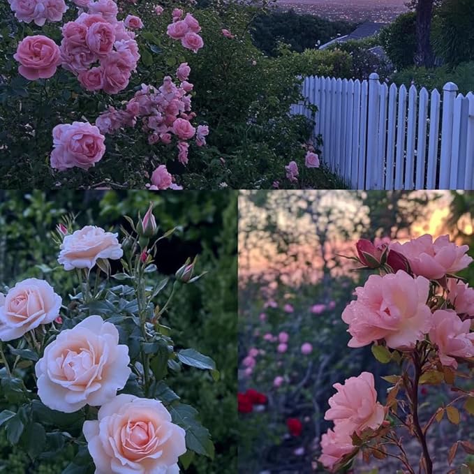 Rose Flower Seeds for Planting, 310+ Mixed Rare Rose Seeds, Perennial Flowers, Non-GMO Heirloom Bush Vine Seed for Garden Bonsai