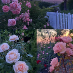 Rose Flower Seeds for Planting, 310+ Mixed Rare Rose Seeds, Perennial Flowers, Non-GMO Heirloom Bush Vine Seed for Garden Bonsai