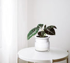 Phoenix Vine 4 Inch Self Watering Planter Pot, Design White Terracotta Pots for Plants, Indoor Cylinder Terra Cotta Pots with Glass Vase, Set of 4, 51-B-E-4