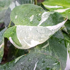 Philodendron White Princess Live Plant for Indoor | Different Houseplants in 4'' & 6'' Pot | Real House Plant for Living Room, Office, Desk & Bathroom | erubescens