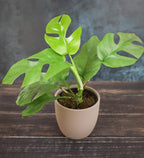 Real Philodendron Plant Variety Pack (Includes 4 Live Plants) in 4.25" Grower Pots, Easy to Grow Air Purifying Philodendrons, Seasonal Surprise Box, Easy & Popular Houseplants by Plants for Pets