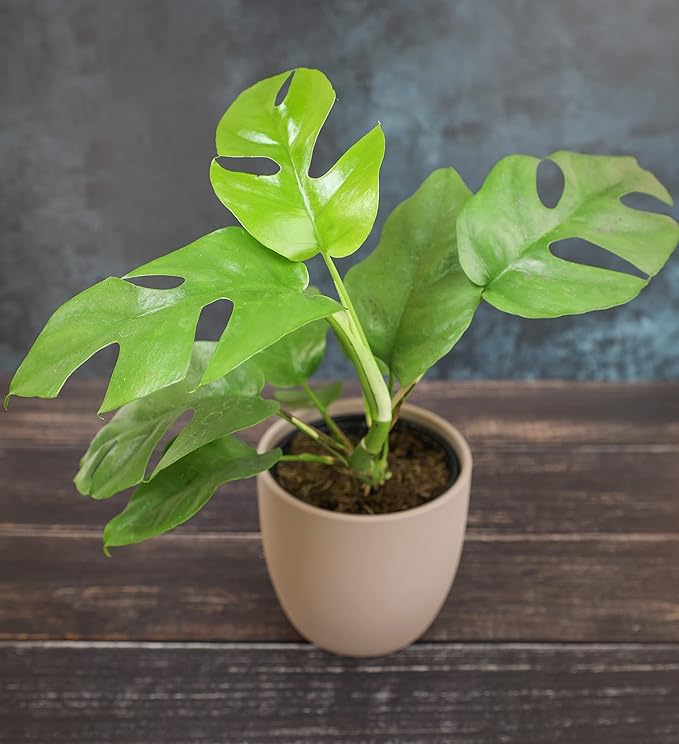 Real Philodendron Plant Variety Pack (Includes 4 Live Plants) in 4.25" Grower Pots, Easy to Grow Air Purifying Philodendrons, Seasonal Surprise Box, Easy & Popular Houseplants by Plants for Pets