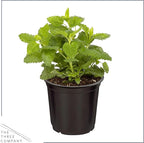 Live Aromatic and Edible Herb - Lemon Balm (4 Per Pack), Naturally Reduces Stress and Improves Air Quality, 8" Tall by 4" Wide