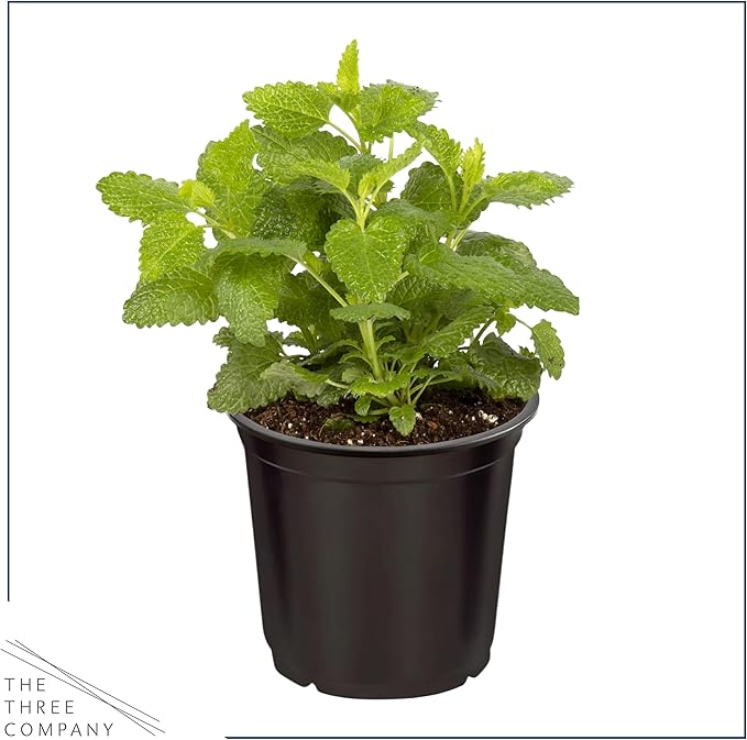 Live Aromatic and Edible Herb - Lemon Balm (4 Per Pack), Naturally Reduces Stress and Improves Air Quality, 8" Tall by 4" Wide