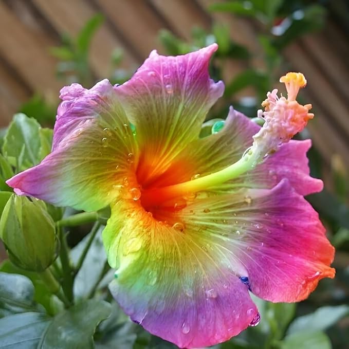 200+ Mixed Hibiscus Flower Seeds for Planting - Fresh Perennial Exotic Plant Bonsai Seeds for Multi-Colored Hibiscus