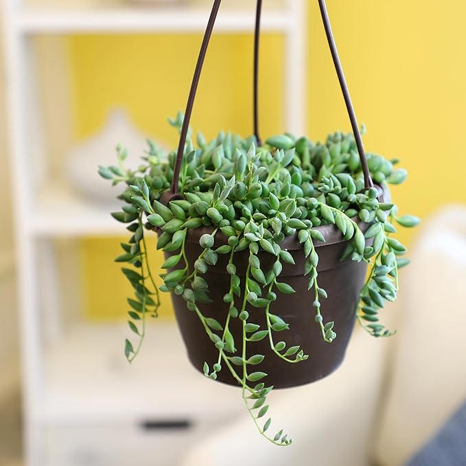 String of Raindrops Succulent Plant Decor Hanging Basket, Real Succulents & Houseplants for Home or Office, Senecio, Curio, Unique House Plants