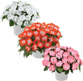 Live Flowering New Guinea Impatiens - Grower's Choice Assorted Colors (3 Plants Per Pack) - Beautiful Shade Flowers - 12" Tall by 5" Wide in 1 Qt Pot