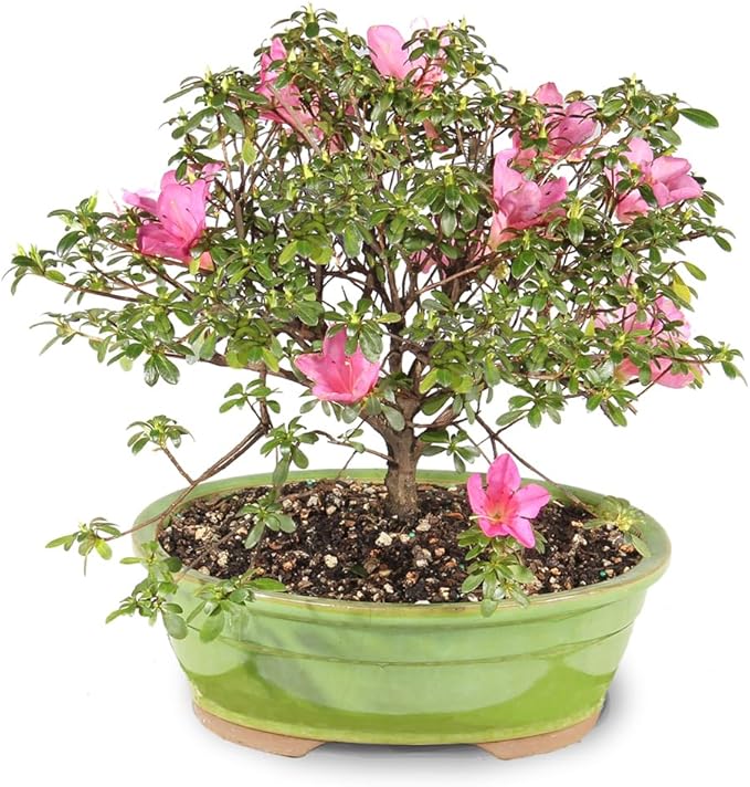 Brussel's Bonsai - Live Satsuki Azalea Flowering Bonsai Tree in Ceramic Bonsai Pot, Outdoor Bonsai Tree Live Plant, 8 Years Old, 10-14 Inches Tall, Easy Care Plant for Patio Garden (Large)