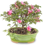 Brussel's Bonsai - Live Satsuki Azalea Flowering Bonsai Tree in Ceramic Bonsai Pot, Outdoor Bonsai Tree Live Plant, 8 Years Old, 10-14 Inches Tall, Easy Care Plant for Patio Garden (Large)