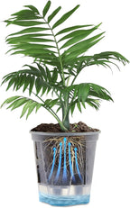Wonderjune Self Watering Pots for Indoor Plants with Deep Reservoir and High Drainage Holes for Outdoor Plants and Flowers, Bare Root Planter (4.72'',Clear,1 Pcs)