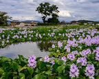 Floating Flowering Plant – Live Aquatic Plants for Ponds & Aquariums (5 Common Water Hyacinth (Eichhornia crassipes), 5, Count)