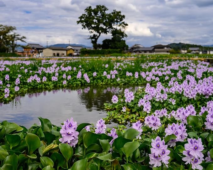 Water Lettuce (Pistia stratiotes) and Water Hyacinth (Eichhornia crassipes) Bundle (3 Water Lettuce (Pistia stratiotes) and 3 Water Hyacinth (Eichhornia crassipes) Bundle, 3, Count)