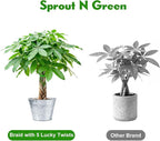 Sprout N Green 8-10" Money Tree with 5 Lucky Braid, Live Plant with Silver Metal Pot, Decoration for Indoor Home Office Tabletop Windowsill Side Table, Housewarming Christmas Gift