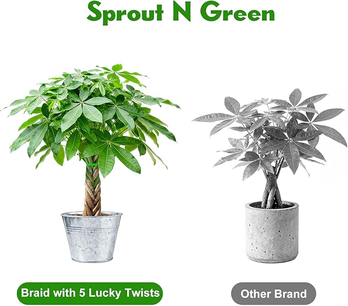 Sprout N Green 8-10" Money Tree with 5 Lucky Braid, Live Plant with Silver Metal Pot, Decoration for Indoor Home Office Tabletop Windowsill Side Table, Housewarming Christmas Gift