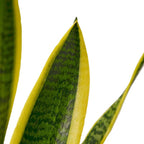 Live Snake Plant in Pot - Sansevieria trifasciata Laurentii - Fully Rooted Indoor House Plant in Pot - Mother in Law Tongue Sansevieria Plant - Best Air Purifying Plant - CA Seller