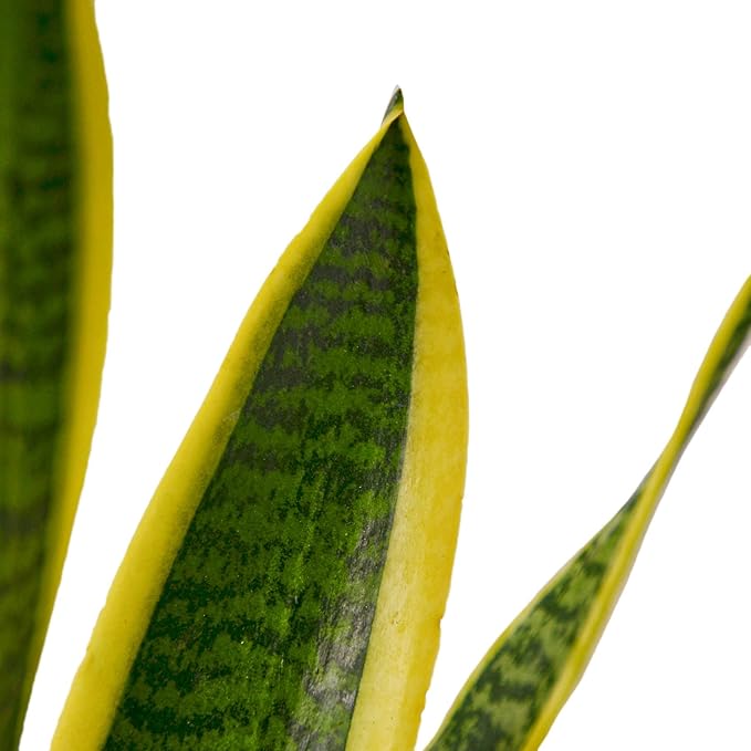 Live Snake Plant in Pot - Sansevieria trifasciata Laurentii - Fully Rooted Indoor House Plant in Pot - Mother in Law Tongue Sansevieria Plant - Best Air Purifying Plant - CA Seller