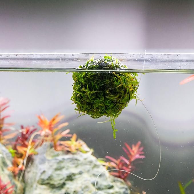 SubstrateSource Live Planted Decor - Christmas Moss Ball - Deep Green Freshwater Aquatic Plant, Low Light Aquarium Hardscape Accent for Aquascaping, Moderate Growth Rate - 1 Pack