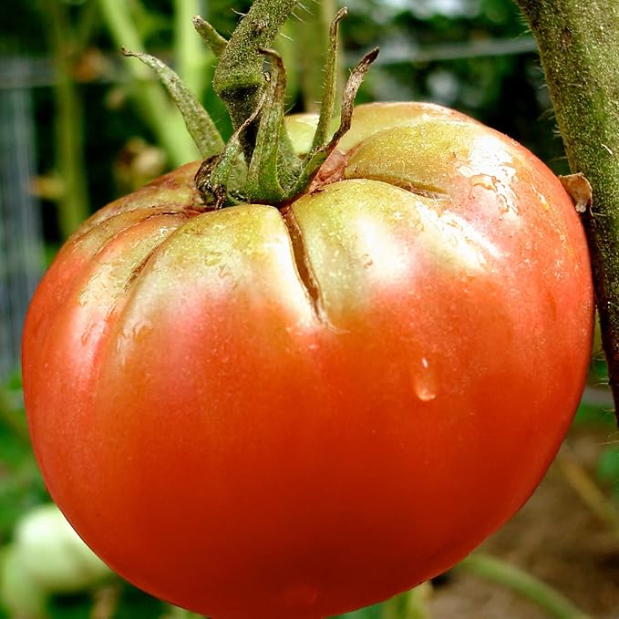 Bonnie Plants German Queen Tomato 19.3 oz. 4-pack