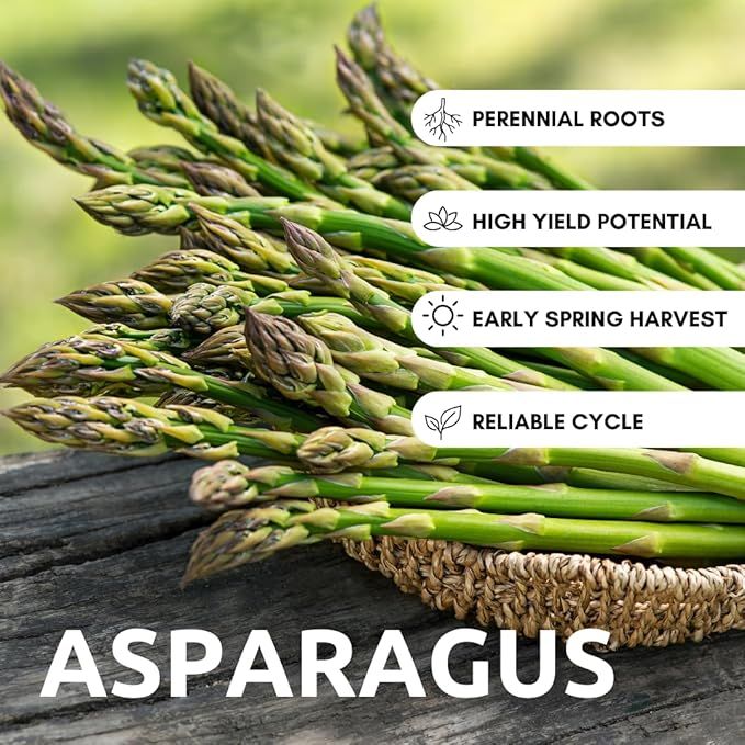 Millennium Live Asparagus Bare Root Plants – 2-Year Crowns – Productive Perennial Vegetable for Home Gardens – 15 Healthy Crowns (Cannot Ship to California)