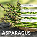 Millennium Live Asparagus Bare Root Plants – 2-Year Crowns – Productive Perennial Vegetable for Home Gardens – 10 Healthy Crowns (Cannot Ship to California)