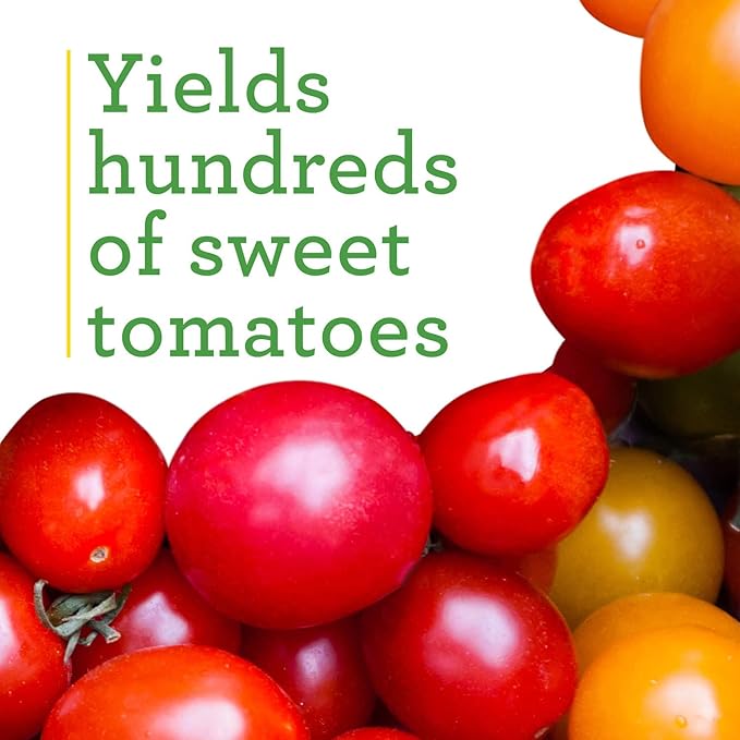 Bonnie Plants Super Sweet 100 Cherry Tomato, Live Plants, 19.3 oz (4-Pack)