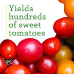 Bonnie Plants Super Sweet 100 Cherry Tomato, Live Plants, 19.3 oz (4-Pack)