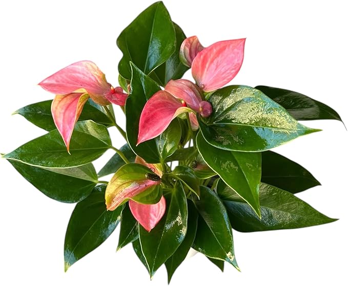Anthurium (12"-14" Tall) Unique and Gorgeous Live Indoor Plant, Easy Care and Easy to Grow, Bloom Plant, 4 inch Pot (Pink Matata)