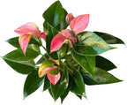 Anthurium (12"-14" Tall) Unique and Gorgeous Live Indoor Plant, Easy Care and Easy to Grow, Bloom Plant, 4 inch Pot (Pink Matata)