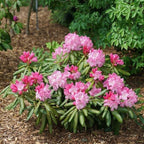 Pink Azalea Plant Live, 7 Months Old Rhododendron Like, Azalea Rhododendron Tree Flowers Plants Live Bush in Pot, Can Change to Various Color