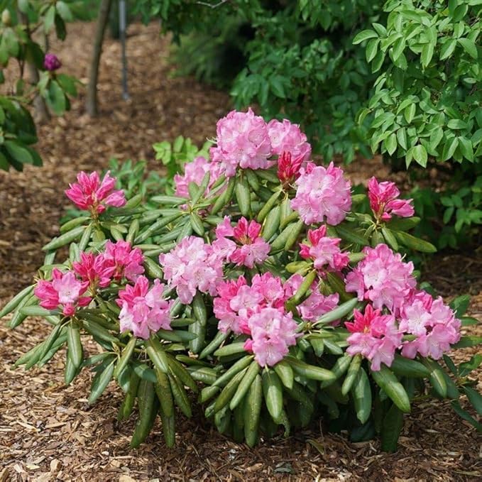 Pink Azalea Plant Live, 7 Months Old Rhododendron Like, Azalea Rhododendron Tree Flowers Plants Live Bush in Pot, Can Change to Various Color