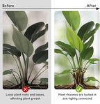 4 Pcs Plant Stem Support Reusable Plant Growth Accessories, Different Sizes Climbing Plant Stakes for Indoor Plants to Decorative (Black)