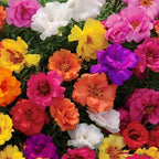 2,000 Moss Rose Seeds - Spreading Succulent, Heat & Drought Tolerant Ground Cover Plant Mix - Portulaca grandiflora