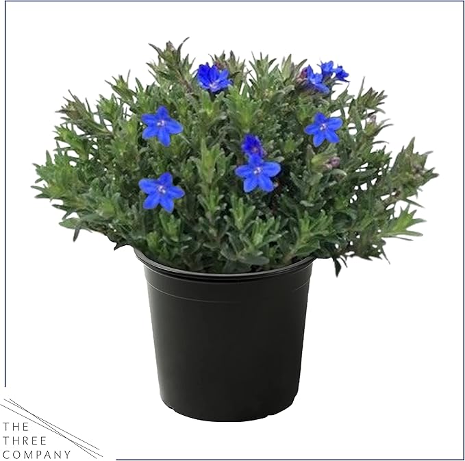 Live Flowering Blue Lithodora - Beautiful Creeping/Trailing Perennial - Healthy Spring Plant - 8" Tall by 6" Wide in 2.5 Qt Pot