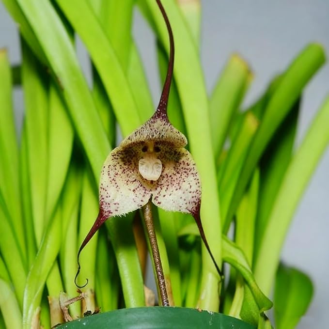 200+ Monkey Orchid Seeds for Planting, Perennial Rare Monkey Orchid Seed, Non-GMO Dracula Flowers Seeds for Bonsai Decoration, Home Garden