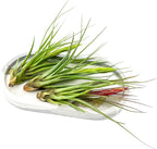 Air Plants - Flowering Tillandsia Melanocrater Tricolor, Large 5" - 3ct - Live Arrival Guaranteed - House Plants for Home Decor & Gift