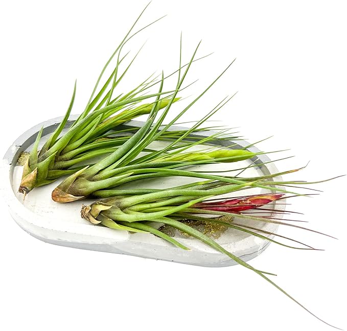 Air Plants - Flowering Tillandsia Melanocrater Tricolor, Large 5" - 3ct - Live Arrival Guaranteed - House Plants for Home Decor & Gift