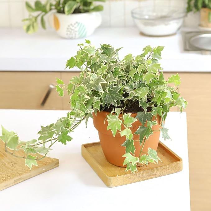 Golden English Ivy - Hedera Helix Kolibri (3" Grower Pot) - Eye-catching, Air-Purifying, Easy to Grow Houseplant - Best Trailing Houseplant for Home and Office Decoration