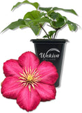 Clematis Ernest Markham - Live Starter Plant in a 2 Inch Pot - Starter Plants Ready for The Garden - Beautiful Maroon Flowering Vine