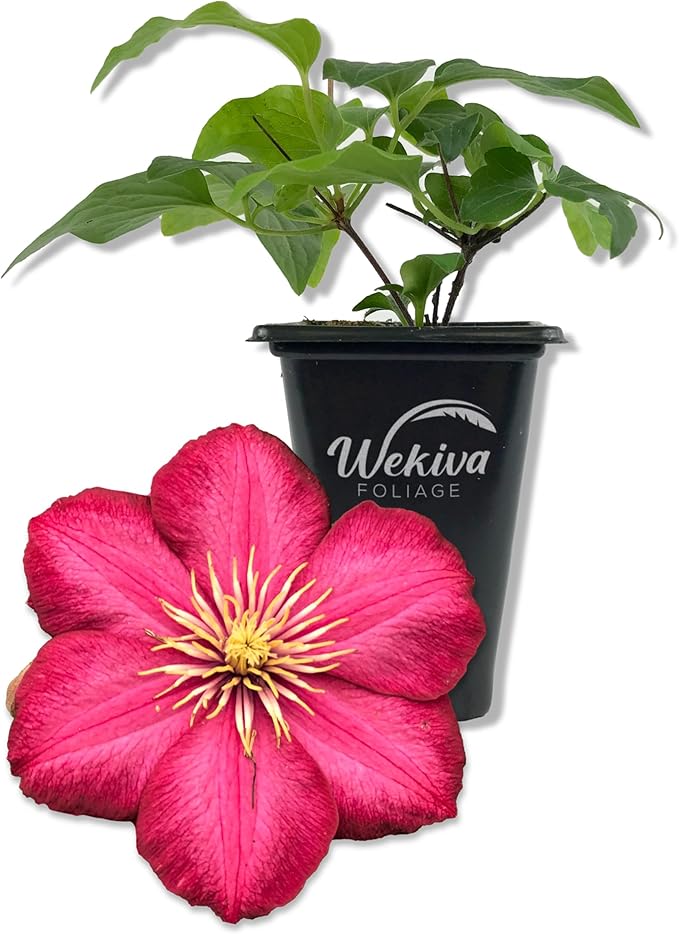 Clematis Ernest Markham - Live Starter Plant in a 2 Inch Pot - Starter Plants Ready for The Garden - Beautiful Maroon Flowering Vine