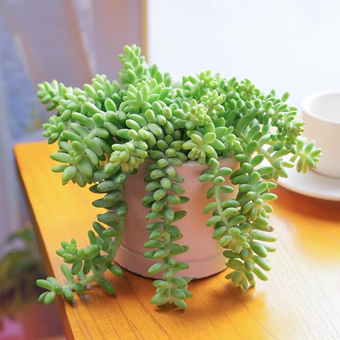 Sprout N Green Donkey's Tail, Live Sedum Morganianum-Burro's tail Succulent in 4" Pot, Trailing Plant for Home Office Indoor Outdoor Hanging Decor, DIY Project, Party Favor, Pet Friendly, Easy to Care